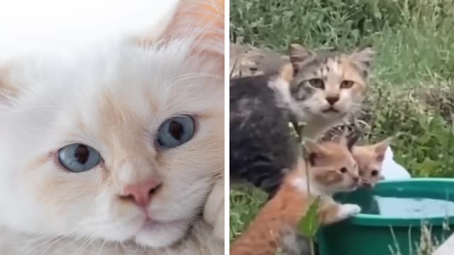 A cat drinks water with her children