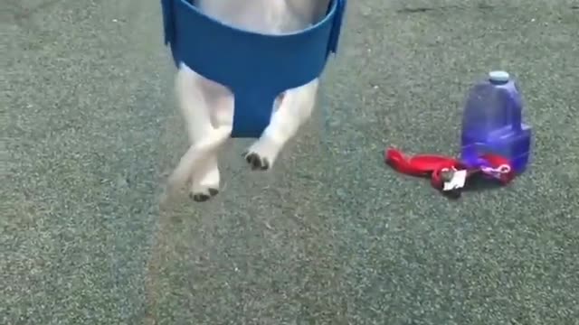 Cute and funny dog playing and laugh