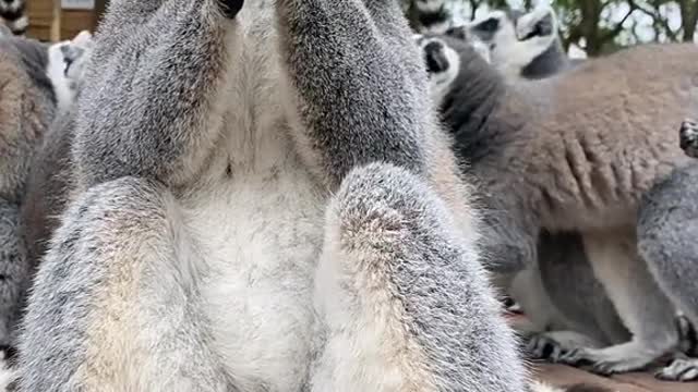 Do you know why it eats with its head up