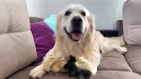 Dog Meets a Budgie for the First Time