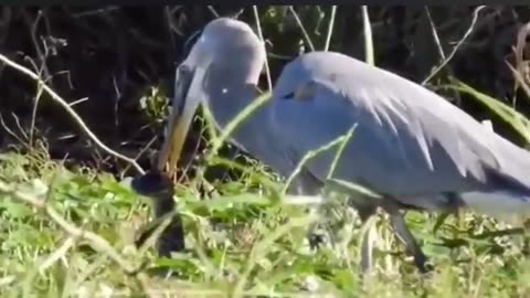 It seems that this blue heron has taken revenge on the birds of this little crocodile!