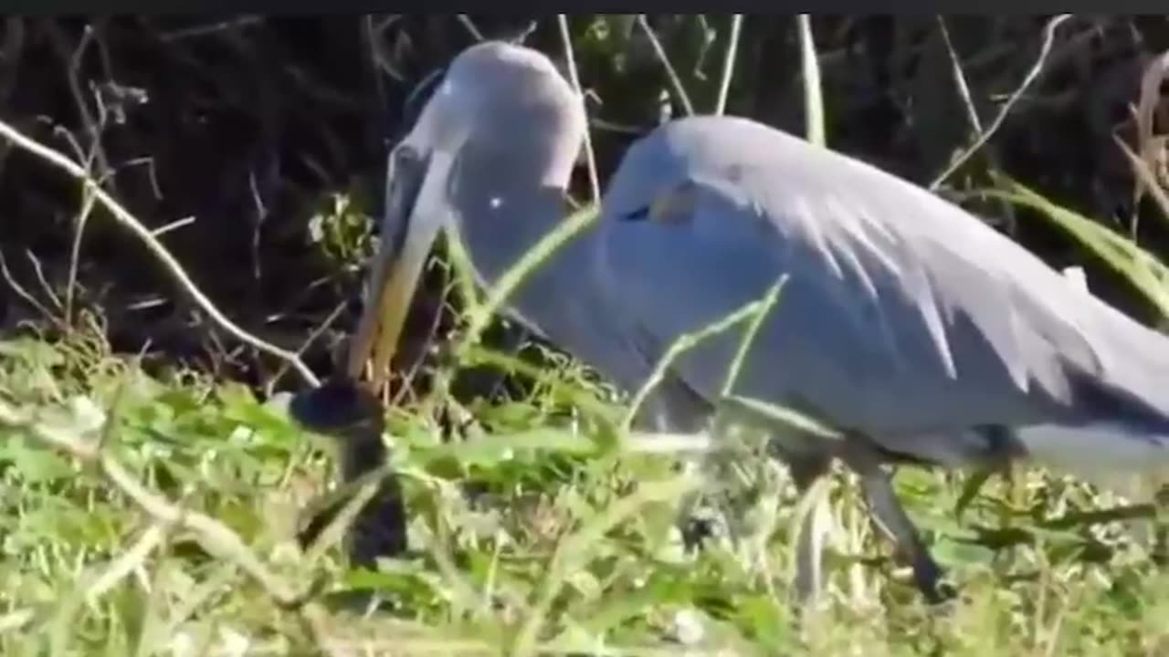 It seems that this blue heron has taken revenge on the birds of this little crocodile!