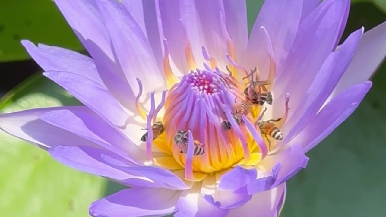 Bee With Flower