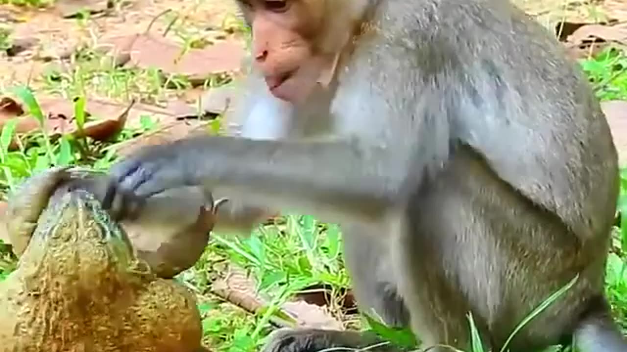 The monkey refuses to leave the frog