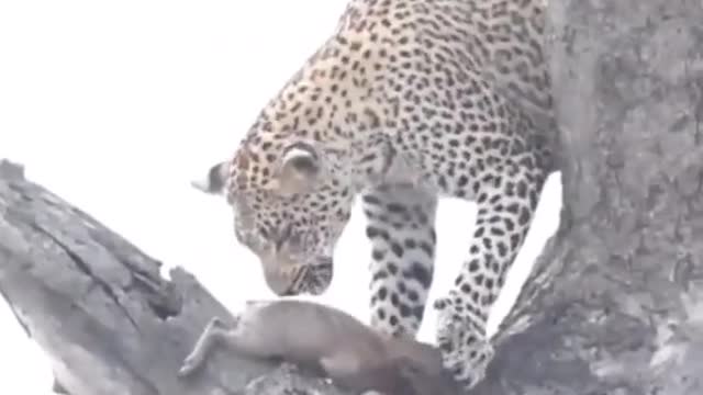 It is the law of the jungle, looking at the feeling of cruelty