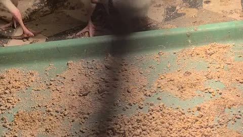 Turkey chicks