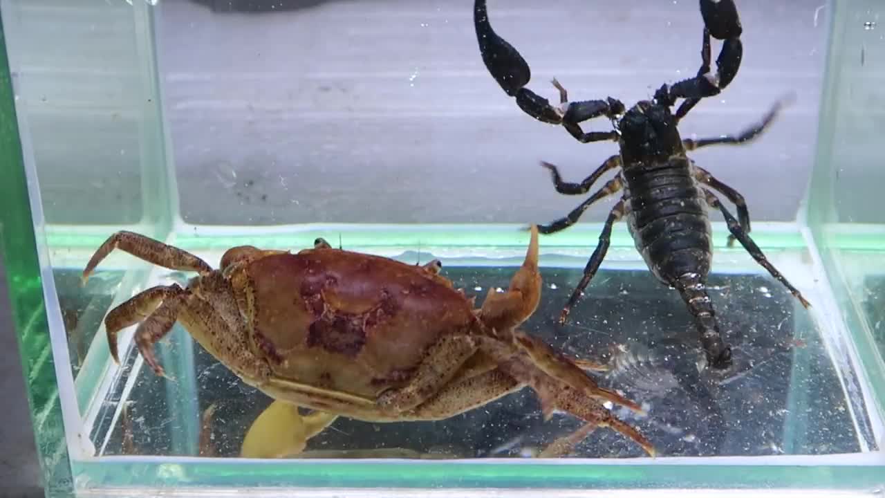 Crab vs Scorpion Underwater - Caranguejo vs Escorpião-9