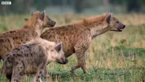 Lion Captured by Hyena Clan