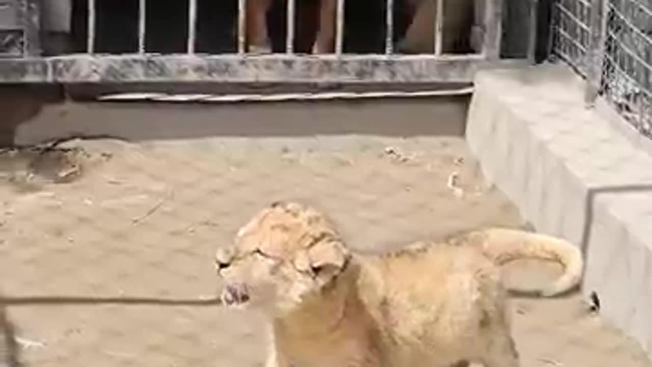 Dog play with little lion