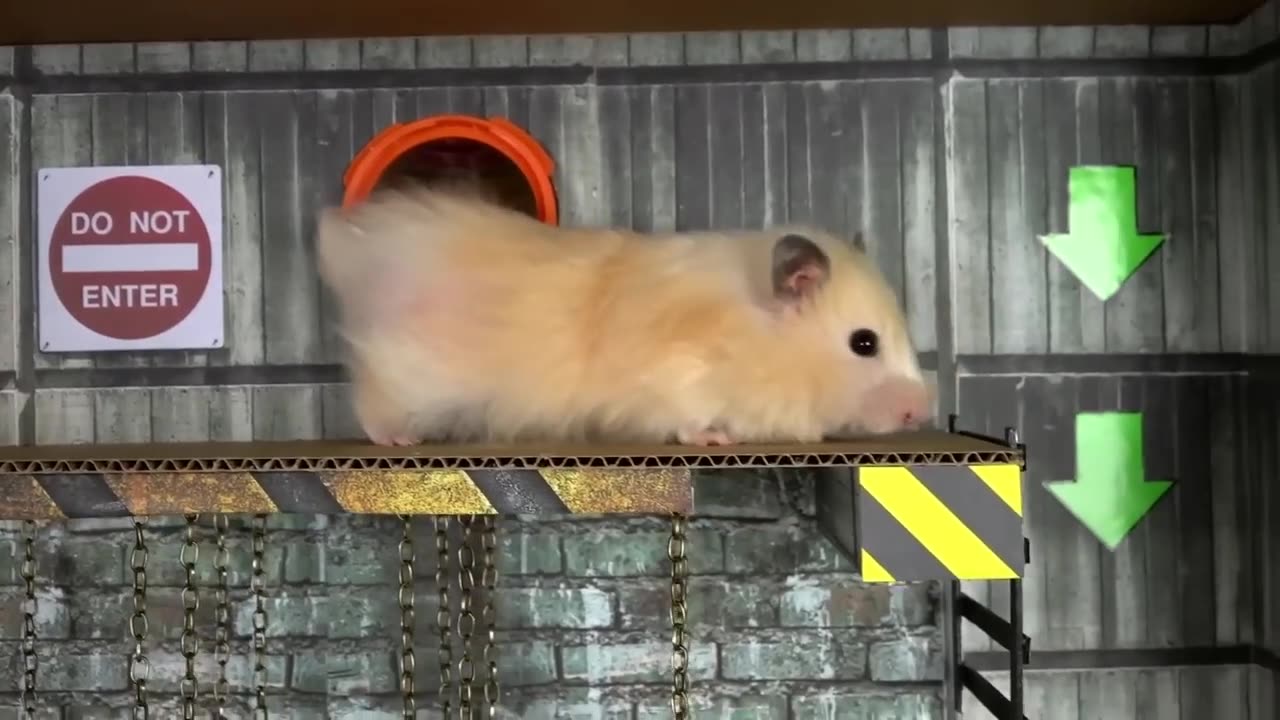 Hamster Escapes the Awesome Maze for Pets in real life 🐹 The Best Hamster Challenges