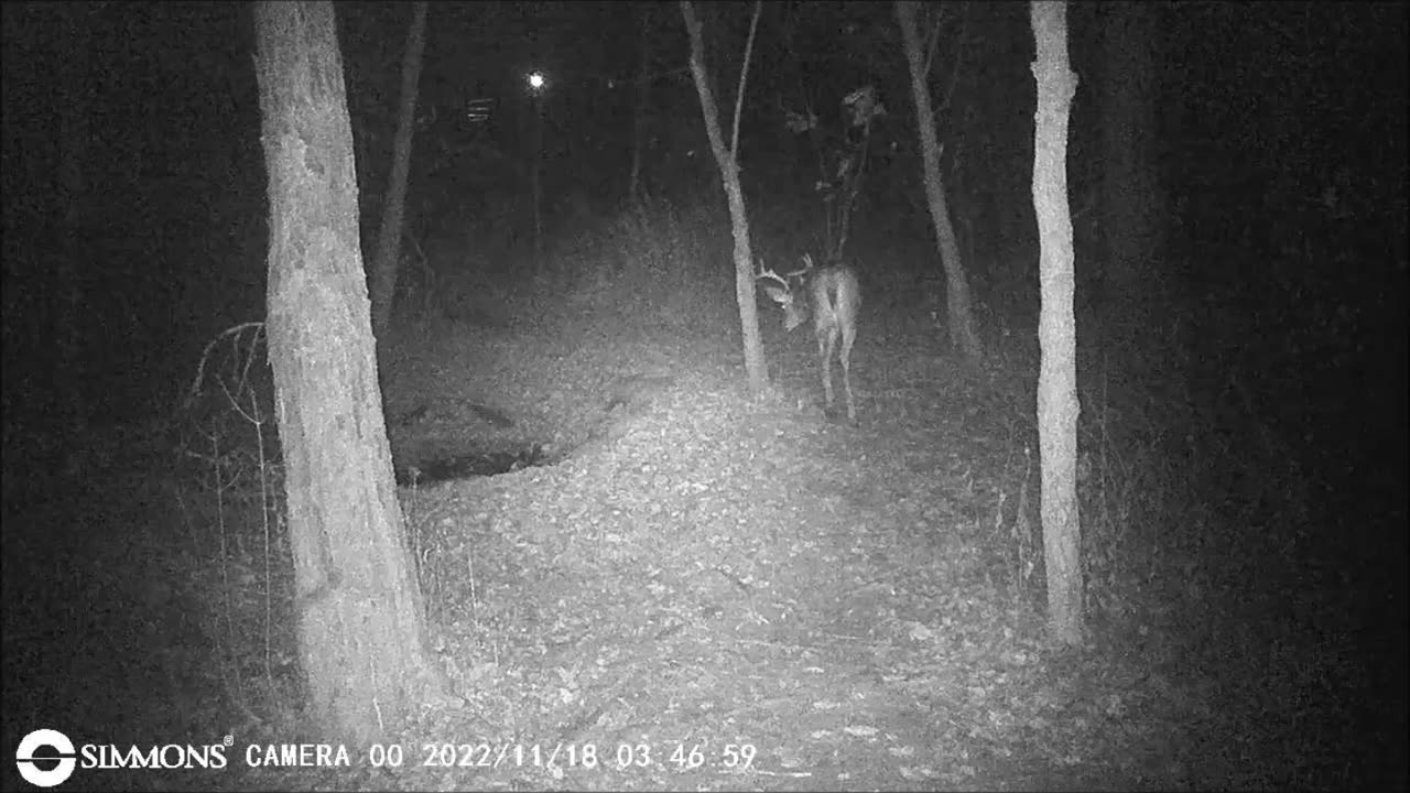 Backyard Trail Cams - 9 Point Buck