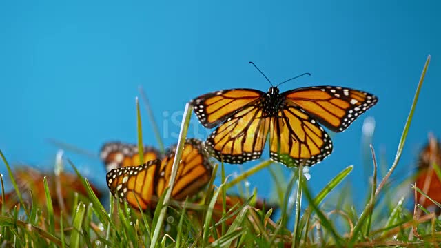 Beautiful Butterfly.