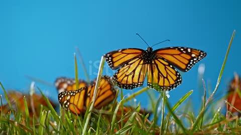 Beautiful Butterfly.