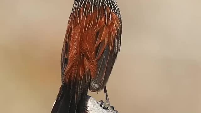 beautiful bird sounds