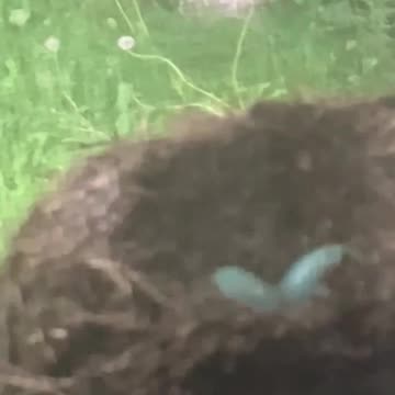 bird laid eggs on window