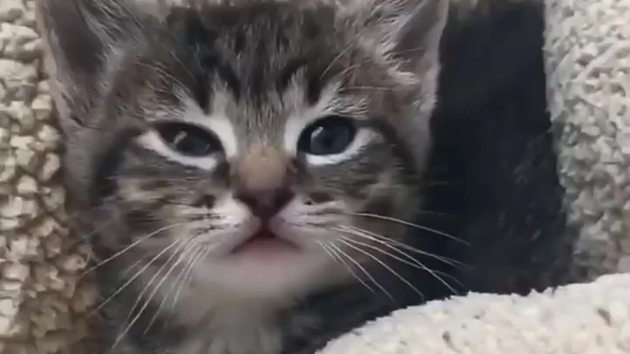 Funny cats moments