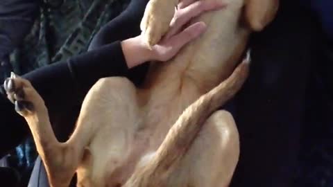 Puppy Grumbles When Belly Rubs End