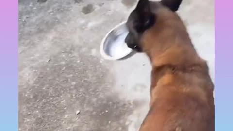 Dog funny video