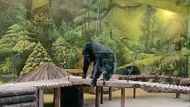 orangutans