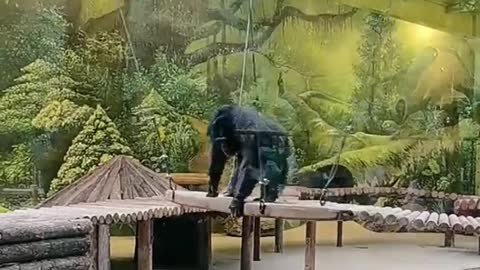 orangutans