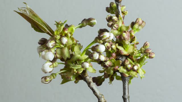 Cherry flower