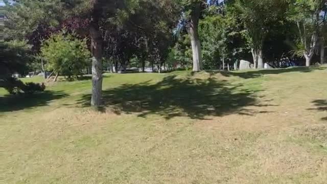 The wind drives the trees and the grass dances together