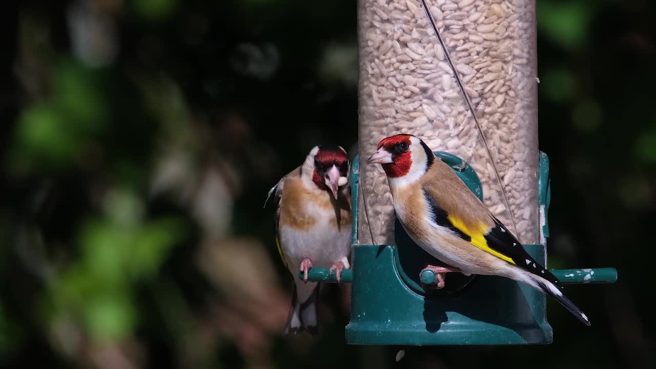 Goldfinch nature