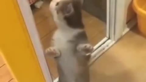 Cat video English