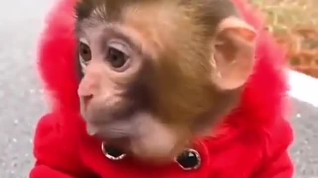 Citiest baby monkey eats his favorite food ππβΊοΈ