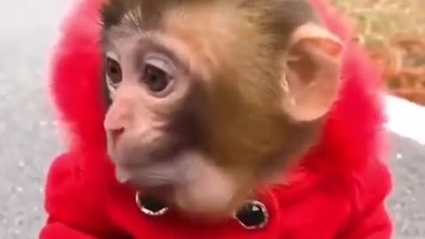 Citiest baby monkey eats his favorite food 😍😍☺️