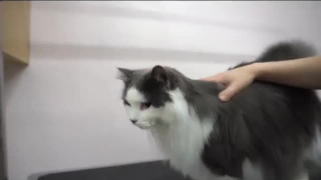 Mayonnaise are you taking notes?#foryoupage #viral #fyp #foryou #cats