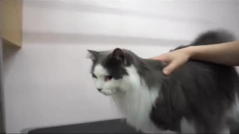 Mayonnaise are you taking notes?#foryoupage #viral #fyp #foryou #cats