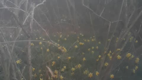 Great Grandmothers Flowers 40 years after she passed away. An Amazing exotic paradise