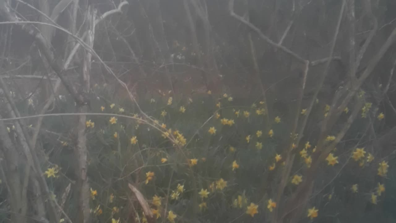 Great Grandmothers Flowers 40 years after she passed away. An Amazing exotic paradise