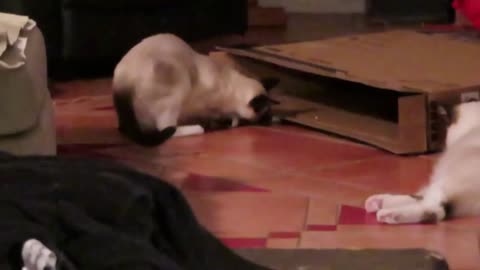 My Siamese kitten retrieves screws!!!