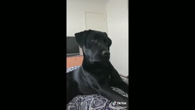 Dog Howling When Its Owner Also Howl - Tiktok Dogs (Funny Animals #379)