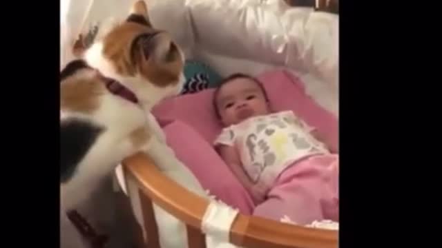 Funny animal compilations part 11