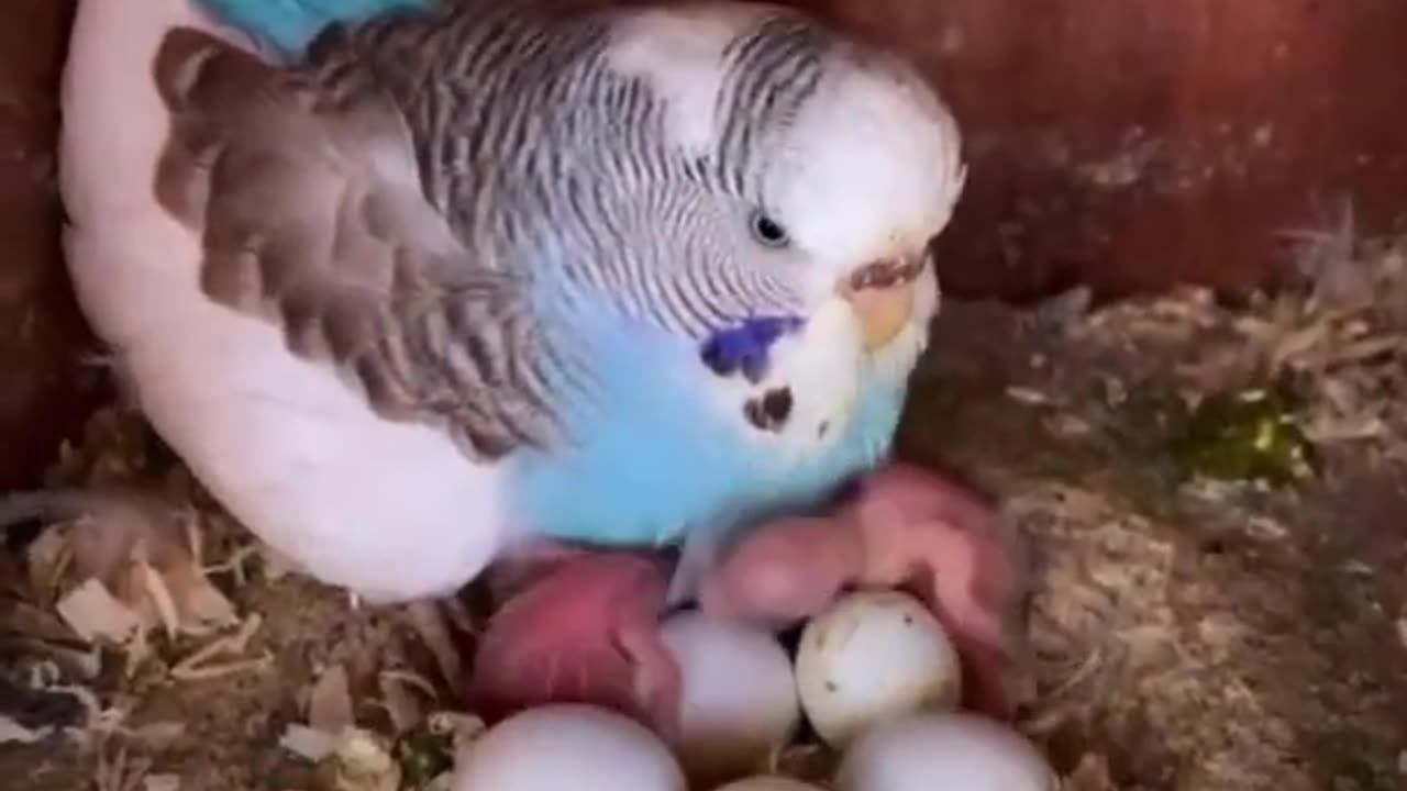 Mohter parakeet sit with her eggs