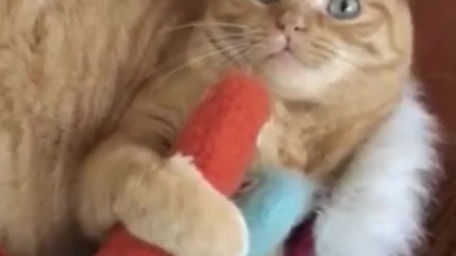lovely cat