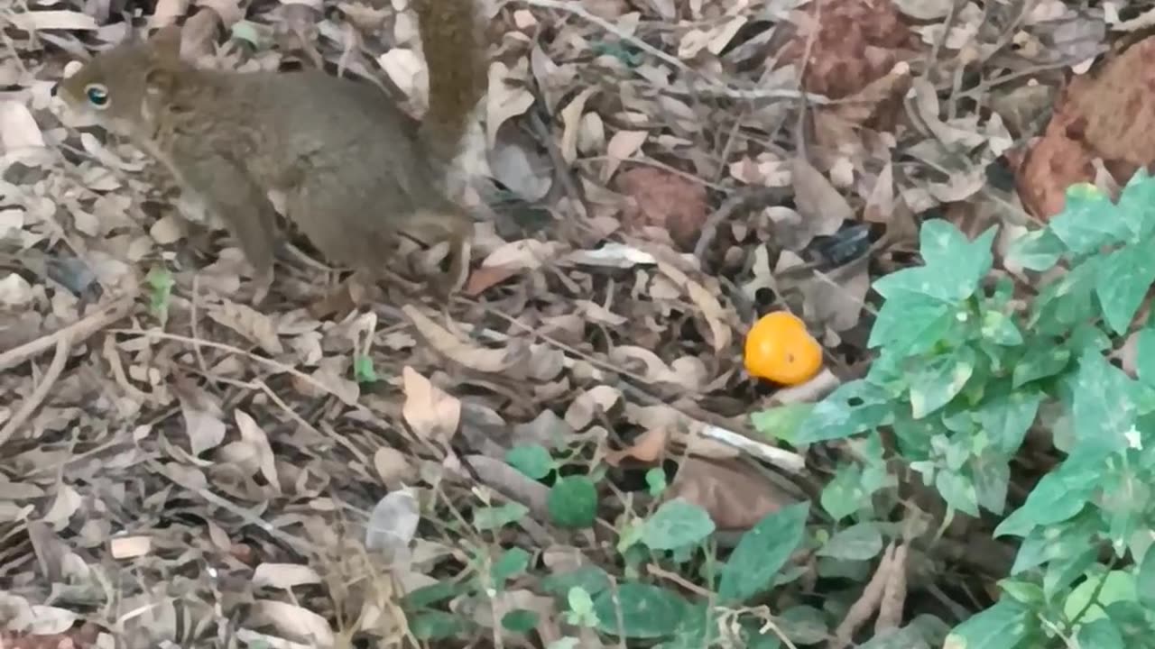 Preserve a natureza e os animais