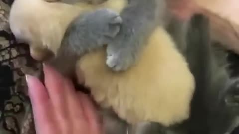 Cute Animals