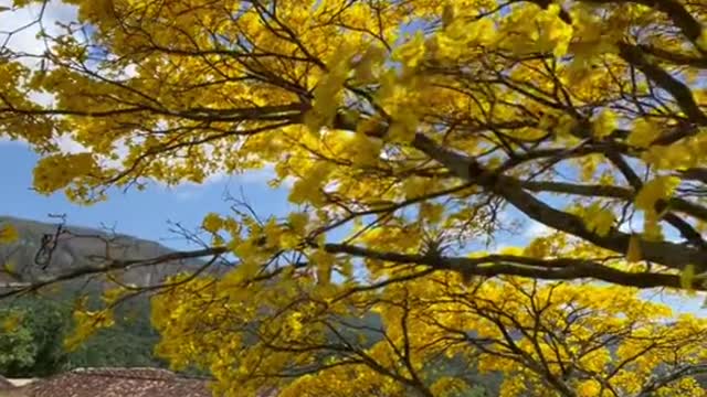 The most beautiful brazilian tree - ipê amarelo