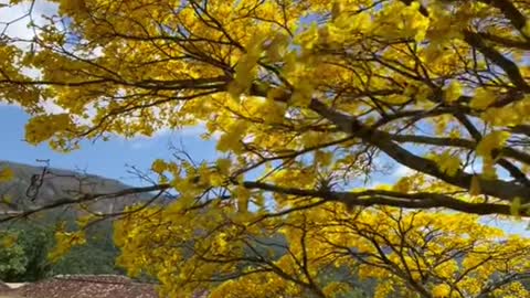 The most beautiful brazilian tree - ipê amarelo