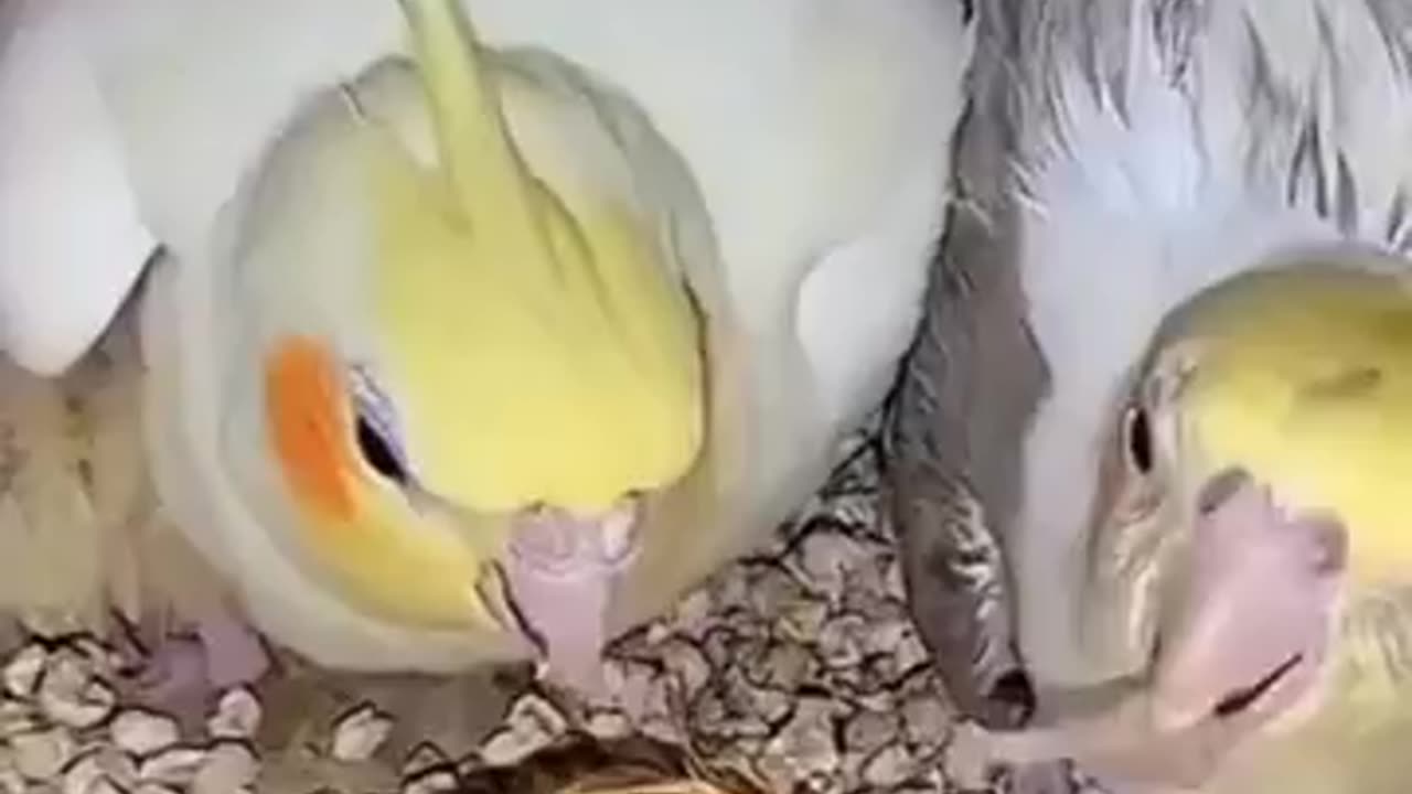 Cockatiel