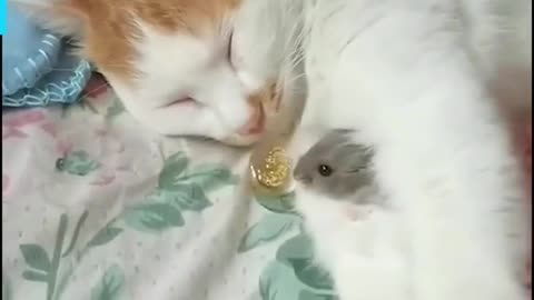 Cute cat friendship with rat and chuja