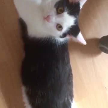 Cat chills like human