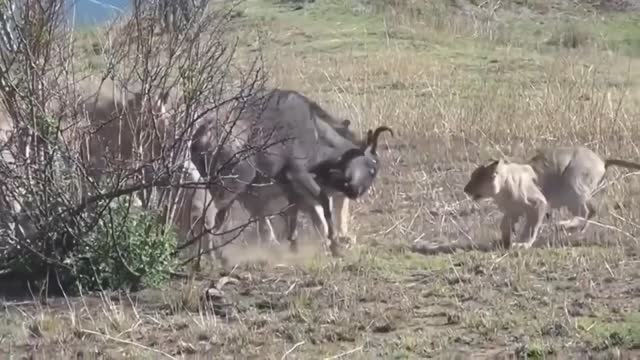 Lions Hunt Hard Prey To Run