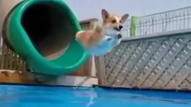 Funny Short Video collection22