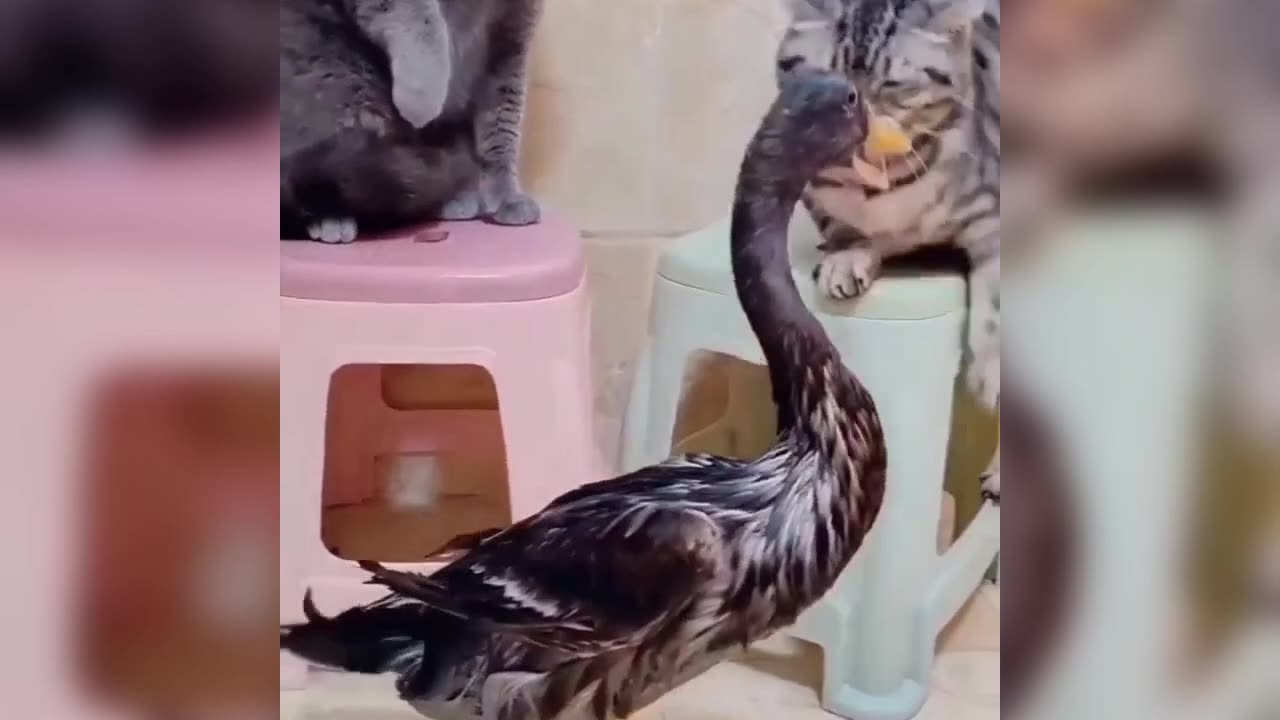 Animals funny videos 🤣