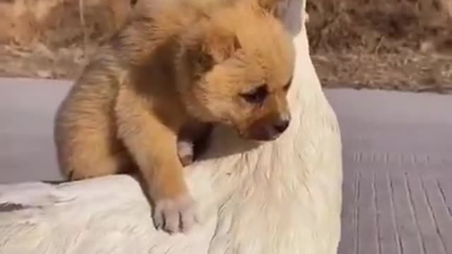 dog and pet funny video | animal cute video